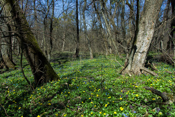 The first flowers in the spring forest, Ukraine