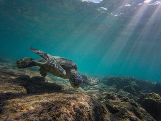 Fototapeta na wymiar turtle eating, Hawaii