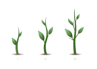 Stages of plant growth. Green sprout grows from the ground isolated on white background. Vector illustration.