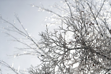 Blue sky and ice covered branches