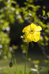 Yellow Poppy