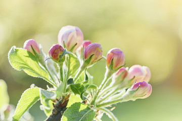Blooming flowers of apple tree. Close up of apple buds and bright sunny natural background © Marek Walica