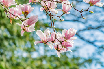 Fototapeta na wymiar blue sky and spring magnolia