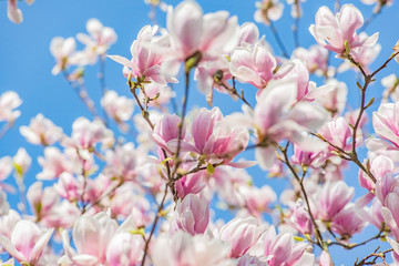 blooming magnolia  pink