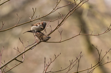 Busy Little Sparrows