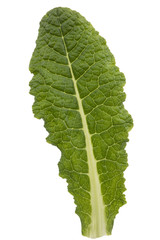 Leaf of primrose close-up, isolated on white background