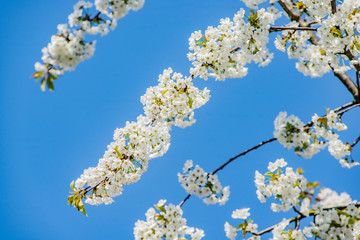 tree spring apple
