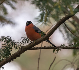 Eurasian Bullfinch (male)