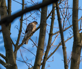 Sparrowhawk