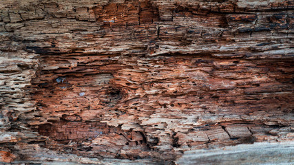 Wooden dark background eaten by termites old weathered wooden surface with termites holes in it