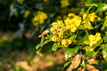 bee on a flower on a sunny day