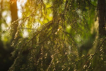 sunset shining through tree branches