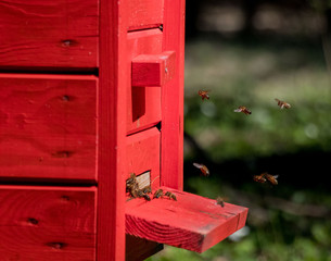 beautiful wooden colored beehives standing in the middle of a green forest on a sunny day