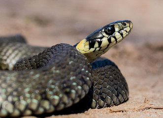 colorful snake snake with a head and visible scales on the background of a sandy road, close-up