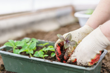 Hands holding beautiful purple basil plants with ground and roots. They are ready for planting in the ground in a greenhouse.