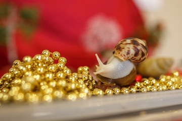 snail