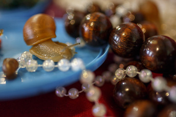 snail