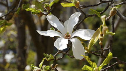 Löbner’s Magnolia flower closeup.