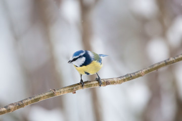 Blue tit bird sitting on small branch