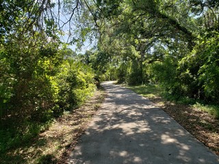 Winding Path Through a Forest