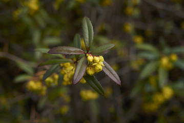 Berberis julianae