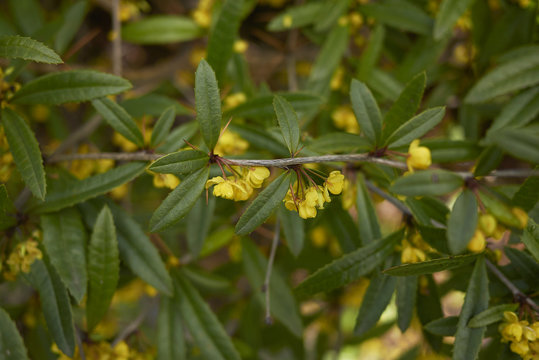 Berberis Julianae