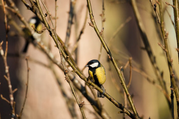 Great tit bird sitting on small branch