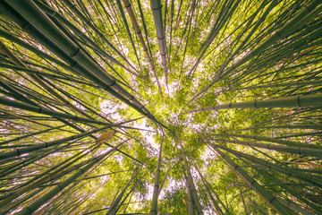 Look bottom up into sky inside uniformly dense bamboo rainforest interior backlit at dawn before sunrise. Landscape nature habitat background scene with regular structure of radial symmetry to desktop
