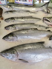 Alaskan salmon  for sale at an outdoor seafood market