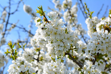 Sweet white flowers blooming cherry-tree, cherries in the spring garden. Blossoming fruit tree.