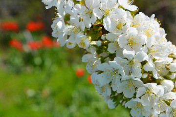 Sweet white flowers blooming cherry-tree, cherries in the spring garden. Blossoming fruit tree.