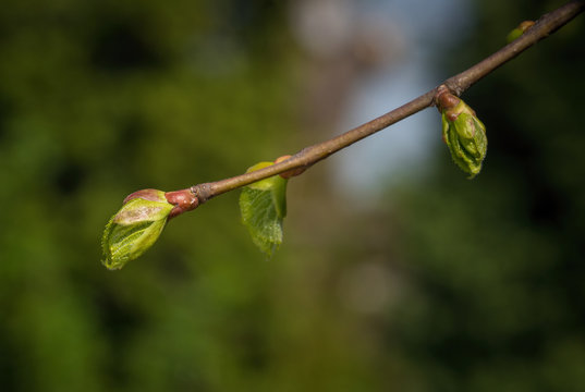 Linden tree with buds