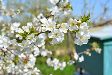Sweet white flowers blooming cherry-tree, cherries in the spring garden. Blossoming fruit tree.