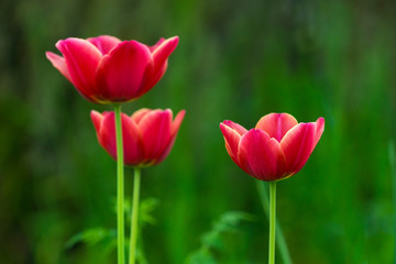 Wunderschöne Rote Tulpen im Frühling 