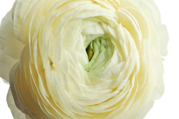 Beautiful ranunculus flower on white background, closeup
