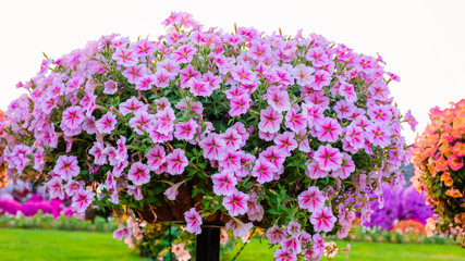 Fototapeta na wymiar Romantic and natural pink flowers in a garden