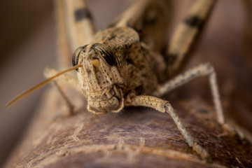 Saltamontes en árbol