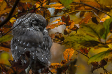 Close up of little boreal owl Aegolius funereus sitting on branch and sleeping in furcate dense branch of wild forest around. Wildlife tranquil portrait scene of bird in nature habitat background