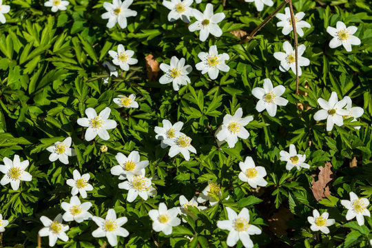 Vitsippor en solig v&aring;rdag
