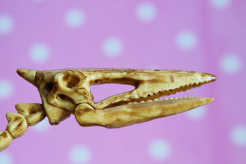 The toy skeleton of the head of the pterodactyl. Skull of a dinosaur. Close-up.