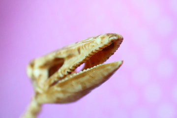 The toy skeleton of the head of the pterodactyl. Skull of a dinosaur. Close-up.