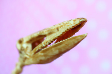 The toy skeleton of the head of the pterodactyl. Skull of a dinosaur. Close-up.