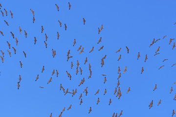 Looking up at Tornado of Cranes