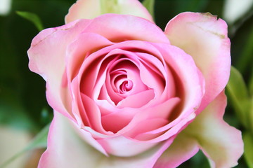 Beautiful bouquet of pink roses. Close-up. Background.