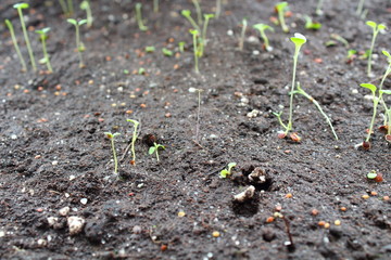 Alissum. A fragrant flower for the garden. Seedling. Background.