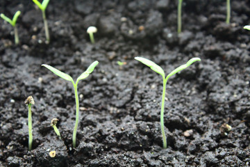 Seedlings of peppers. Close-up. Background.