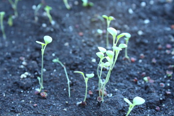 Seedlings Petunia. Close-up. Background.