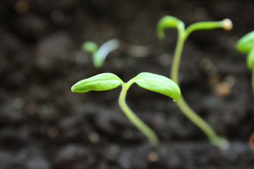 Seedlings tomato. Close-up. Background.