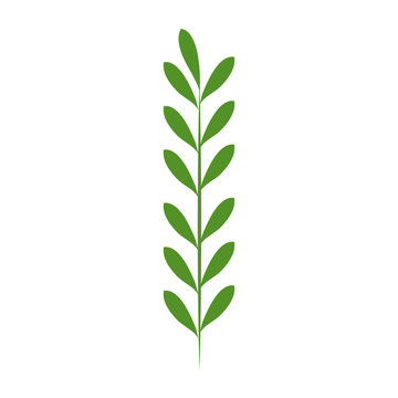 leaf of marine plant vector illustration design