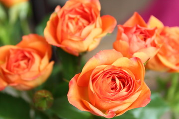 Beautiful bouquet of red and white roses close-up. Background.